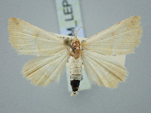  ( - BGE_ZSM_LEP_3321)  @11 [ ] by-nc-sa (2025) SNSB, Staatliche Naturwissenschaftliche Sammlungen Bayerns ZSM (SNSB, Zoologische Staatssammlung Muenchen)