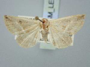  ( - BGE_ZSM_LEP_3322)  @11 [ ] by-nc-sa (2025) SNSB, Staatliche Naturwissenschaftliche Sammlungen Bayerns ZSM (SNSB, Zoologische Staatssammlung Muenchen)