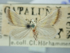  ( - BGE_ZSM_LEP_3323)  @11 [ ] by-nc-sa (2025) SNSB, Staatliche Naturwissenschaftliche Sammlungen Bayerns ZSM (SNSB, Zoologische Staatssammlung Muenchen)