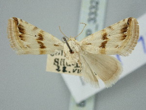  (Eublemma porphyrina - BGE_ZSM_LEP_3332)  @11 [ ] by-nc-sa (2025) SNSB, Staatliche Naturwissenschaftliche Sammlungen Bayerns ZSM (SNSB, Zoologische Staatssammlung Muenchen)