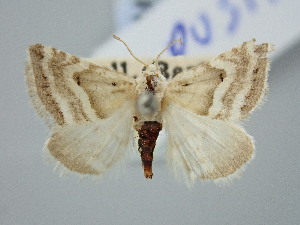  ( - BGE_ZSM_LEP_3333)  @11 [ ] by-nc-sa (2025) SNSB, Staatliche Naturwissenschaftliche Sammlungen Bayerns ZSM (SNSB, Zoologische Staatssammlung Muenchen)