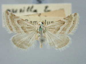  ( - BGE_ZSM_LEP_3334)  @11 [ ] by-nc-sa (2025) SNSB, Staatliche Naturwissenschaftliche Sammlungen Bayerns ZSM (SNSB, Zoologische Staatssammlung Muenchen)