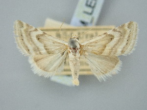  ( - BGE_ZSM_LEP_3335)  @11 [ ] by-nc-sa (2025) SNSB, Staatliche Naturwissenschaftliche Sammlungen Bayerns ZSM (SNSB, Zoologische Staatssammlung Muenchen)