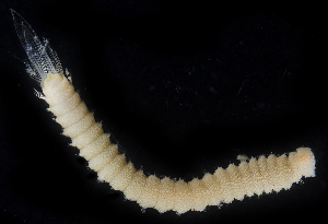  (Pherusa papillata - BHAK2523_2)  @11 [ ] CreativeCommons Attribution Non-Commercial No Derivatives (2019) Gustav Paulay Florida Museum of Natural History