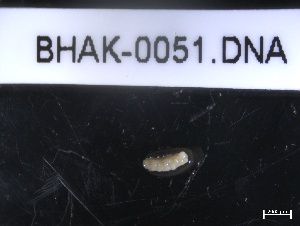  ( - BHAK-0051)  @11 [ ] CreativeCommons - Attribution No Derivatives (2019) Hakai Institute Hakai Institute