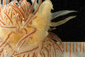  ( - BHAK-13646)  @11 [ ] CreativeCommons Attribution Non-Commercial No Derivatives (2024) Matt Lemay Hakai Institute