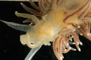  ( - BHAK-13646)  @11 [ ] CreativeCommons Attribution Non-Commercial No Derivatives (2024) Matt Lemay Hakai Institute