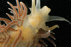  ( - BHAK-13646)  @11 [ ] CreativeCommons Attribution Non-Commercial No Derivatives (2024) Matt Lemay Hakai Institute