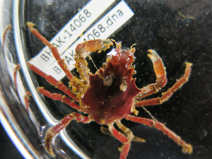  ( - BHAK-14068)  @11 [ ] CreativeCommons Attribution Non-Commercial No Derivatives (2025) Matt Lemay Hakai Institute