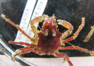  ( - BHAK-14068)  @11 [ ] CreativeCommons Attribution Non-Commercial No Derivatives (2025) Matt Lemay Hakai Institute