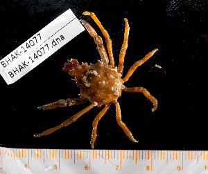  ( - BHAK-14077)  @11 [ ] CreativeCommons Attribution Non-Commercial No Derivatives (2025) Matt Lemay Hakai Institute