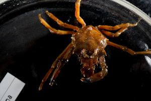  ( - BHAK-14077)  @11 [ ] CreativeCommons Attribution Non-Commercial No Derivatives (2025) Matt Lemay Hakai Institute