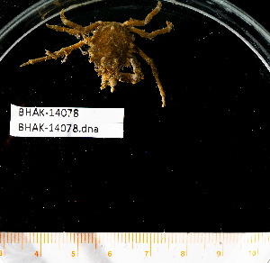  ( - BHAK-14078)  @11 [ ] CreativeCommons Attribution Non-Commercial No Derivatives (2025) Matt Lemay Hakai Institute