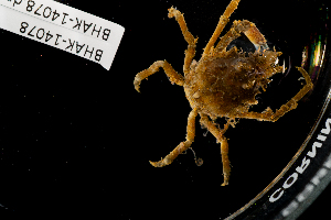  ( - BHAK-14078)  @11 [ ] CreativeCommons Attribution Non-Commercial No Derivatives (2025) Matt Lemay Hakai Institute