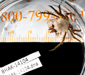  ( - BHAK-14104)  @11 [ ] CreativeCommons Attribution Non-Commercial No Derivatives (2025) Matt Lemay Hakai Institute