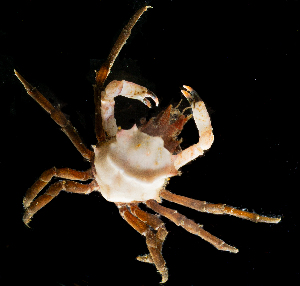  ( - BHAK-14104)  @11 [ ] CreativeCommons Attribution Non-Commercial No Derivatives (2025) Matt Lemay Hakai Institute