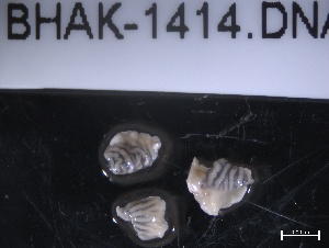  ( - BHAK-1414)  @11 [ ] CreativeCommons - Attribution No Derivatives (2019) Hakai Institute Hakai Institute