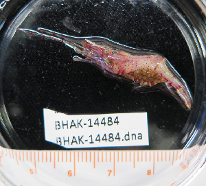  (Heptacarpus fuscimaculatus - BHAK-14484)  @11 [ ] CreativeCommons Attribution Non-Commercial No Derivatives (2025) Matt Lemay Hakai Institute