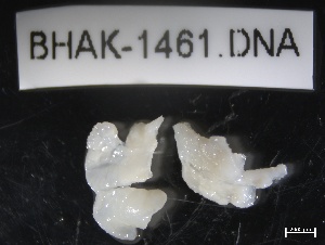  ( - BHAK-1461)  @11 [ ] CreativeCommons - Attribution No Derivatives (2019) Hakai Institute Hakai Institute