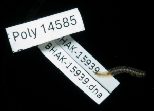  (Phyllodoce longipes - BHAK-15939)  @11 [ ] CreativeCommons Attribution Non-Commercial No Derivatives (2024) Matt Lemay Hakai Institute