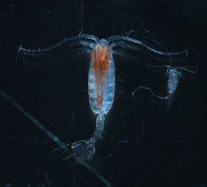  (Paraeuchaeta elongata - BHAK-16046)  @11 [ ] CreativeCommons Attribution Non-Commercial No Derivatives (2024) Matt Lemay Hakai Institute