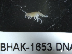  ( - BHAK-1653)  @11 [ ] 