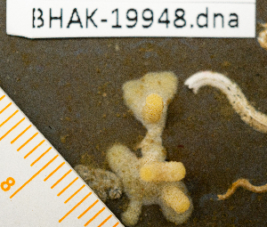  ( - BHAK-19948)  @11 [ ] CreativeCommons Attribution Non-Commercial No Derivatives (2025) Matt Lemay Hakai Institute