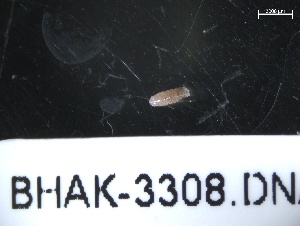  ( - BHAK-3308)  @11 [ ] 