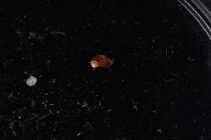  (Alvania compacta - BHAK-11922)  @11 [ ] CreativeCommons - Attribution No Derivatives (2019) Matt Whalen Hakai Institute