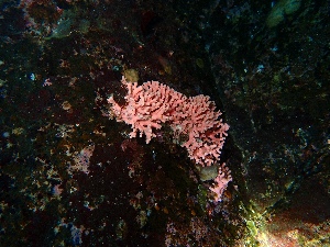  (Stylaster verrillii - BHAK-15517)  @11 [ ] CreativeCommons Attribution Non-Commercial No Derivatives (2024) Matt Lemay Hakai Institute