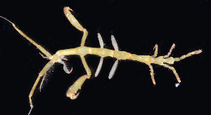  (Caprella californica - BHAK-06578)  @11 [ ] CreativeCommons Attribution Non-Commercial No Derivatives (2018) Hakai Institute Hakai Institute