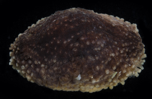  ( - BHAK-0071)  @11 [ ] CreativeCommons Attribution Non-Commercial No Derivatives (2017) Gustav Paulay Florida Museum of Natural History