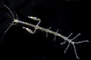  (Caprella irregularis - BHAK-1189)  @11 [ ] CreativeCommons Attribution Non-Commercial No Derivatives (2017) Gustav Paulay Florida Museum of Natural History