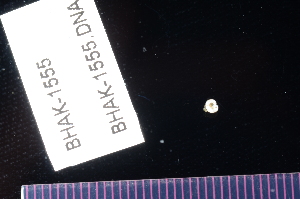  ( - BHAK1555)  @11 [ ] CreativeCommons - Attribution No Derivatives (2017) Gustav Paulay Florida Museum of Natural History