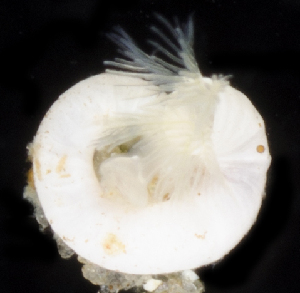  ( - BHAK1555)  @11 [ ] CreativeCommons - Attribution No Derivatives (2017) Gustav Paulay Florida Museum of Natural History