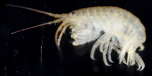  (Gnathopleustes simplex - BHAK2229)  @11 [ ] 
