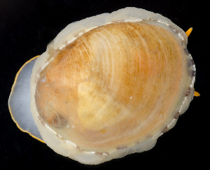  ( - BHAK2668)  @11 [ ] CreativeCommons - Attribution No Derivatives (2017) Gustav Paulay Florida Museum of Natural History