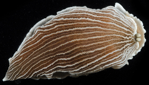  ( - BHAK2973)  @11 [ ] CreativeCommons - Attribution No Derivatives (2017) Gustav Paulay Florida Museum of Natural History