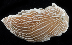  ( - BHAK2974)  @11 [ ] CreativeCommons - Attribution No Derivatives (2017) Gustav Paulay Florida Museum of Natural History
