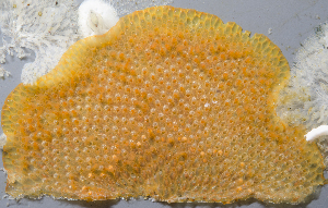  (Rhamphostomella curvirostrata - BHAK-1448)  @11 [ ] CreativeCommons Attribution Non-Commercial No Derivatives (2017) Gustav Paulay Florida Museum of Natural History