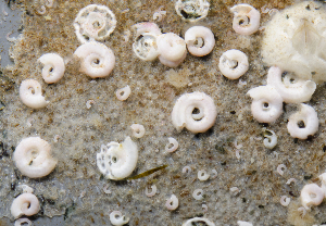  ( - BHAK1811)  @11 [ ] CreativeCommons - Attribution No Derivatives (2017) Gustav Paulay Florida Museum of Natural History