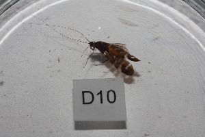  (Pseudoleptonema quinquefasciatum - HMCAD1211-141)  @12 [ ] Unspecified (default): All Rights Reserved  Unspecified Unspecified