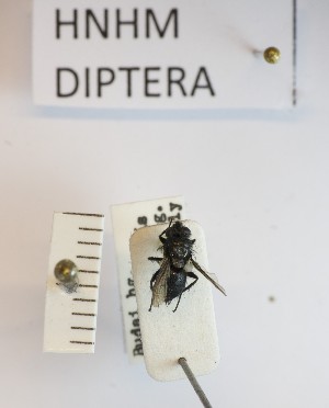  (Wagneria cunctans - BGE_000156_D05)  @11 [ ] Copyright (c) (2024) HNHM Hungarian National Museum Public Collection Centre - Hungarian Natural History Museum