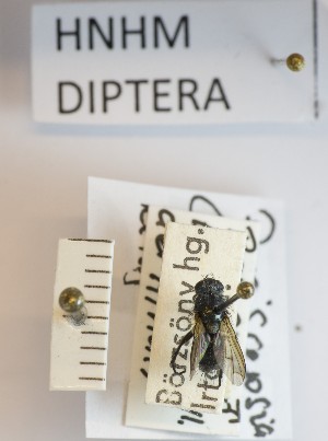  (Periscepsia latifrons - BGE_000156_D11)  @11 [ ] Copyright (c) (2024) HNHM Hungarian National Museum Public Collection Centre - Hungarian Natural History Museum