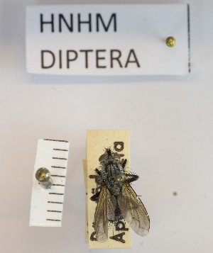  ( - BGE_000156_E06)  @11 [ ] Copyright (c) (2024) HNHM Hungarian National Museum Public Collection Centre - Hungarian Natural History Museum