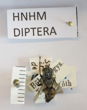 (Stomina iners - BGE_000156_F02)  @11 [ ] Copyright (c) (2024) HNHM Hungarian National Museum Public Collection Centre - Hungarian Natural History Museum