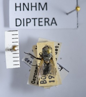  (Zenillia dolosa - BGE_000157_F05)  @11 [ ] Copyright (c) (2024) HNHM Hungarian National Museum Public Collection Centre - Hungarian Natural History Museum