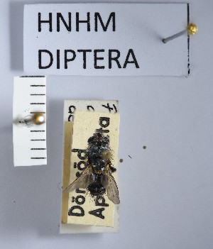  ( - BGE_000157_G02)  @11 [ ] Copyright (c) (2024) HNHM Hungarian National Museum Public Collection Centre - Hungarian Natural History Museum