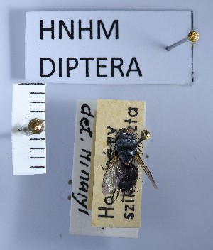  ( - BGE_000157_G03)  @11 [ ] Copyright (c) (2024) HNHM Hungarian National Museum Public Collection Centre - Hungarian Natural History Museum