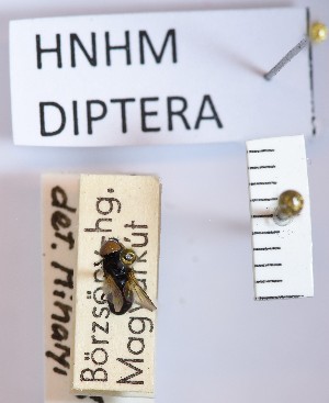  (Phasia pandellei - BGE_000158_A12)  @11 [ ] Copyright (c) (2024) HNHM Hungarian National Museum Public Collection Centre - Hungarian Natural History Museum